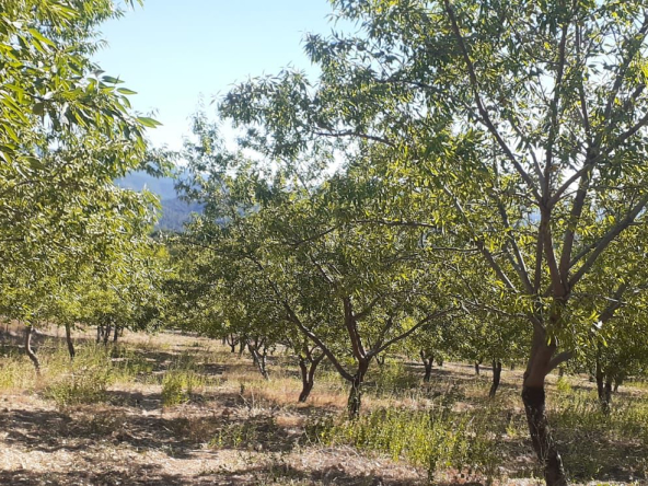 Çanakkale Merkez Aşağıokçular Köyü