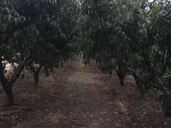 Çanakkale Merkez Yapıldak Köyü